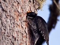 IMG 2050c  Black-backed Woodpecker (Picoides arcticus) - male by nest